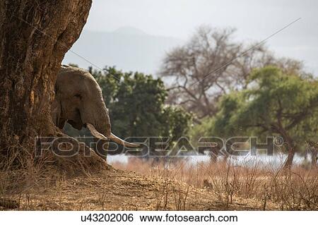 Elephant (Loxodonta Africana), Mana Pools, Zimbabwe View Large Photo Image Stock Photograph - Elephant (Loxodonta Africana), Mana Pools, Zimbabwe. Fotosearch