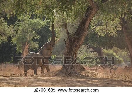 Elephant (Loxodonta Africana), Mana Pools, Zimbabwe View Large Photo Image Stock Photography - Elephant (Loxodonta Africana), Mana Pools, Zimbabwe. Fotosearch