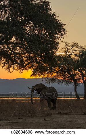 Elephant (Loxodonta Africana), Zambezi River, Zimbabwe View Large Photo Image Stock Photo - Elephant (Loxodonta Africana), Zambezi River, Zimbabwe. Fotosearch