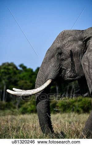 Stock Photograph - Elephant of Masai Mara, Kenya. Fotosearch