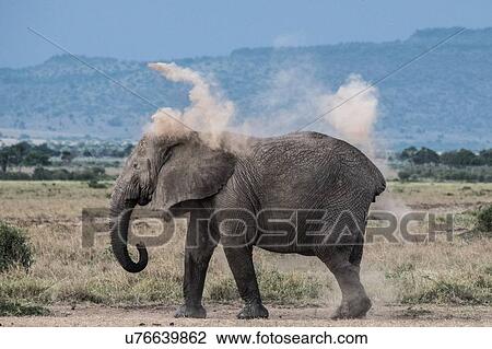 Stock Image - Elephant throwing dirt on back as sunscreen, Masai Mara, Kenya. Fotosearch