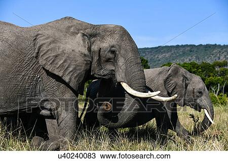 Stock Image - Elephants of Masai Mara, Kenya. Fotosearch