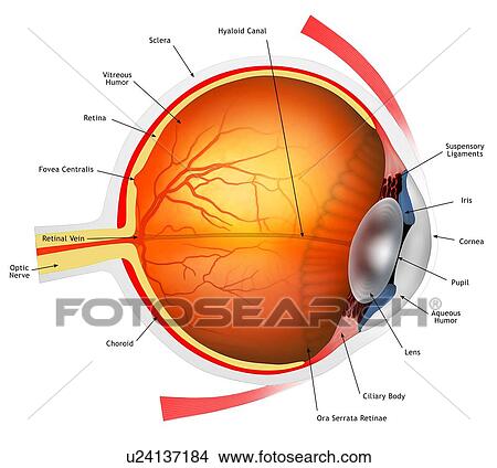 Picture - Eye anatomy. Cutaway illustration passing through a human eye, showing its internal anatomy and structure. The front of the eye is at right, and the structures here include the cornea, the pupil (surrounded by the iris), and the lens (oval object)..... Fotosearch
