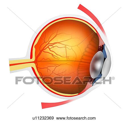Eye anatomy. Cutaway illustration passing through a human eye, showing its internal anatomy and structure. The front of the eye is at right, and the structures here include the cornea, the pupil (surrounded by the iris), and the lens (oval object).... View Large Photo Image Stock Photo - Eye anatomy. Cutaway illustration passing through a human eye, showing its internal anatomy and structure. The front of the eye is at right, and the structures here include the cornea, the pupil (surrounded by the iris), and the lens (oval object)..... Fotosearch
