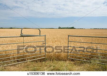 Stock Photograph - Farm gates opening into field ready for harvest. Fotosearch