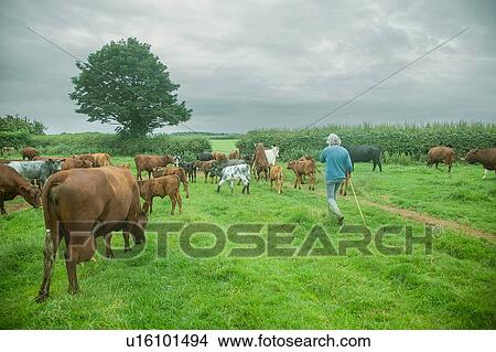 Female farmer herding cows and calves in field View Large Photo Image Picture - Female farmer herding cows and calves in field. Fotosearch