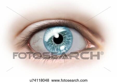 Female human eye, illustration. View Large Photo Image Stock Photo - Female human eye, illustration.. Fotosearch