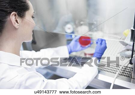 Female laboratory assistant taking sample from petri dish. View Large Photo Image Stock Photo - Female laboratory assistant taking sample from petri dish.. Fotosearch
