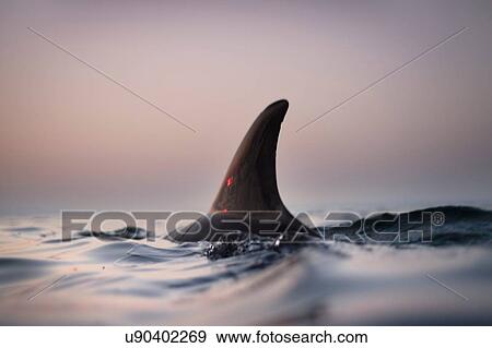 Fin of wild solitary Bottlenose Dolphin, Inishmore, Aran Islands, Ireland View Large Photo Image Stock Photo - Fin of wild solitary Bottlenose Dolphin, Inishmore, Aran Islands, Ireland. Fotosearch