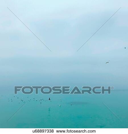 Stock Photo - Flock of birds landing on sea. Fotosearch