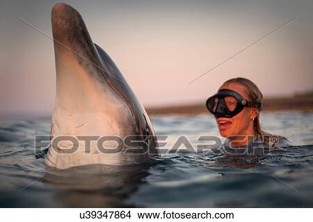 Freediver interacts with wild solitary Bottlenose Dolphin Dusty, Doolin, Clare, Ireland View Large Photo Image Picture - Freediver interacts with wild solitary Bottlenose Dolphin Dusty, Doolin, Clare, Ireland. Fotosearch