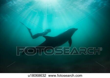 Freediver with wild solitary Bottlenose Dolphin View Large Photo Image Stock Image - Freediver with wild solitary Bottlenose Dolphin. Fotosearch