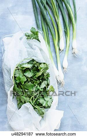 Stock Photo - Fresh coriander wrapped in paper towel and green onions. Fotosearch