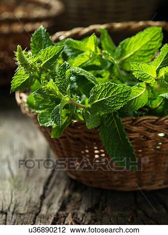 Stock Image - Fresh mint. Fotosearch