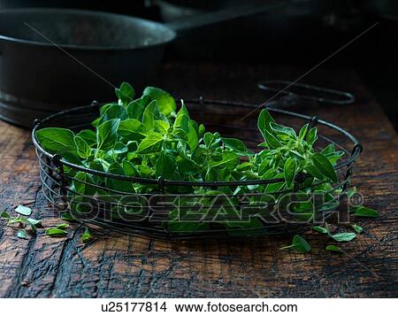 Picture - Fresh Oregano herb. Fotosearch