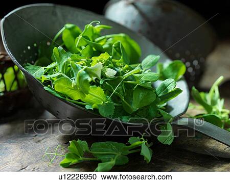 Fresh pea shoots View Large Photo Image Stock Image - Fresh pea shoots. Fotosearch
