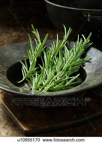 Stock Image - Fresh Rosemary herb. Fotosearch