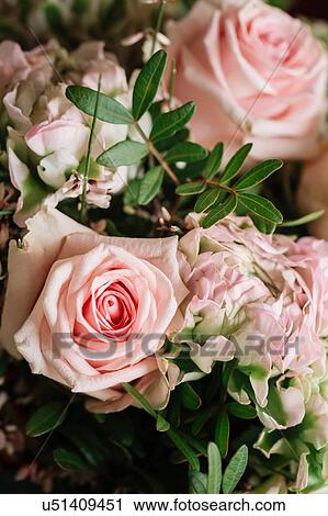 Stock Image - Fresh soft pink roses. Fotosearch