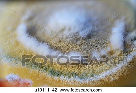 Stock Image - Fungus growing on agar.. Fotosearch