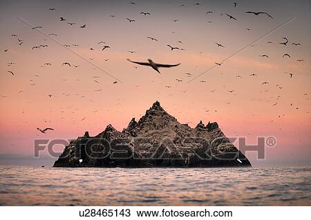 Stock Image - Gannet colony around Skellig Rock at sunrise, Portmagee, Kerry, Ireland. Fotosearch
