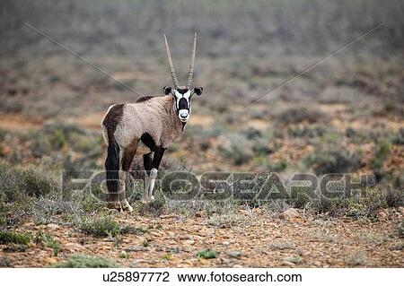 Stock Image - Gemsbok (Oryx gazella), Sutherland, Northern Cape, South Africa. Fotosearch