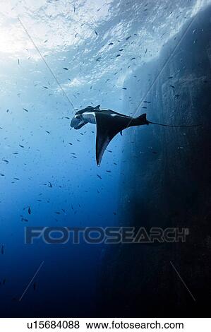 Giant oceanic manta ray, Socorro, Baja California, Mexico View Large Photo Image Stock Photo - Giant oceanic manta ray, Socorro, Baja California, Mexico. Fotosearch