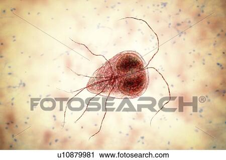 Giardia lamblia (Giardia intestinalis) parasite, computer illustration. Giardia lamblia is a flagellated protozoan parasite. It colonizes and reproduces in the small intestine and causes giardiasis. View Large Photo Image Stock Image - Giardia lamblia (Giardia intestinalis) parasite, computer illustration. Giardia lamblia is a flagellated protozoan parasite. It colonizes and reproduces in the small intestine and causes giardiasis.. Fotosearch