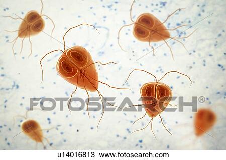 Giardia lamblia (Giardia intestinalis) parasite, computer illustration. Giardia lamblia is a flagellated protozoan parasite. It colonizes and reproduces in the small intestine and causes giardiasis. View Large Photo Image Stock Image - Giardia lamblia (Giardia intestinalis) parasite, computer illustration. Giardia lamblia is a flagellated protozoan parasite. It colonizes and reproduces in the small intestine and causes giardiasis.. Fotosearch