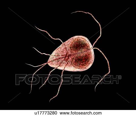 Stock Image - Giardia lamblia (Giardia intestinalis) parasite, computer illustration. Giardia lamblia is a flagellated protozoan parasite. It colonizes and reproduces in the small intestine and causes giardiasis.. Fotosearch