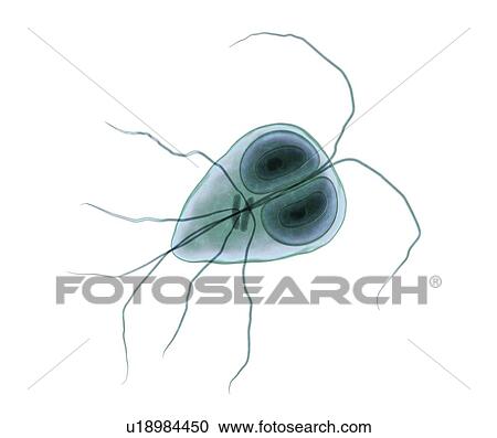 Stock Image - Giardia lamblia (Giardia intestinalis) parasite, computer illustration. Giardia lamblia is a flagellated protozoan parasite. It colonizes and reproduces in the small intestine and causes giardiasis.. Fotosearch