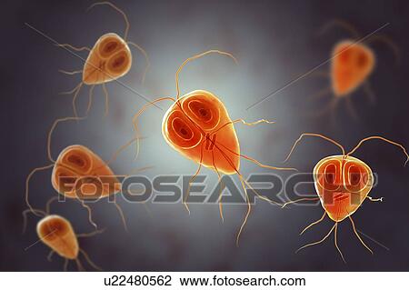 Giardia lamblia (Giardia intestinalis) parasite, computer illustration. Giardia lamblia is a flagellated protozoan parasite. It colonizes and reproduces in the small intestine and causes giardiasis. View Large Photo Image Stock Image - Giardia lamblia (Giardia intestinalis) parasite, computer illustration. Giardia lamblia is a flagellated protozoan parasite. It colonizes and reproduces in the small intestine and causes giardiasis.. Fotosearch