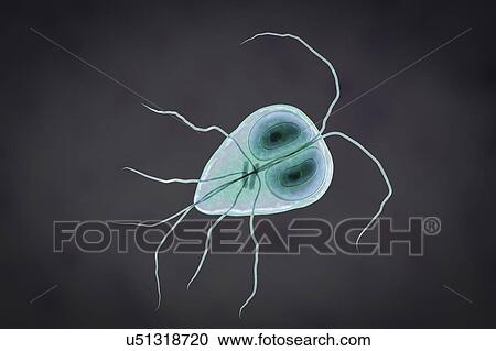 Stock Image - Giardia lamblia (Giardia intestinalis) parasite, computer illustration. Giardia lamblia is a flagellated protozoan parasite. It colonizes and reproduces in the small intestine and causes giardiasis.. Fotosearch