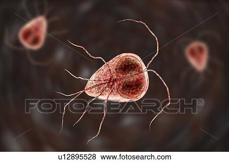 Giardia lamblia (Giardia intestinalis) parasite, computer illustration. Giardia lamblia is a flagellated protozoan parasite. It colonizes and reproduces in the small intestine and causes giardiasis. View Large Photo Image Stock Photo - Giardia lamblia (Giardia intestinalis) parasite, computer illustration. Giardia lamblia is a flagellated protozoan parasite. It colonizes and reproduces in the small intestine and causes giardiasis.. Fotosearch