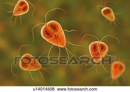 Giardia lamblia (Giardia intestinalis) parasite, computer illustration. Giardia lamblia is a flagellated protozoan parasite. It colonizes and reproduces in the small intestine and causes giardiasis. View Large Photo Image Stock Photograph - Giardia lamblia (Giardia intestinalis) parasite, computer illustration. Giardia lamblia is a flagellated protozoan parasite. It colonizes and reproduces in the small intestine and causes giardiasis.. Fotosearch