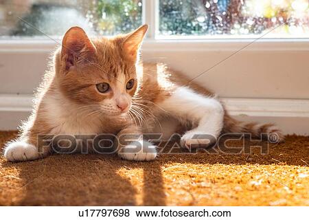 Stock Photo - Ginger kitten resting by window. Fotosearch