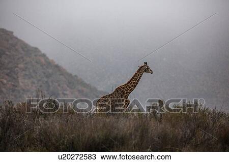 Stock Image - Giraffe (Giraffa camelopardalis), Touws River, Western Cape, South Africa. Fotosearch