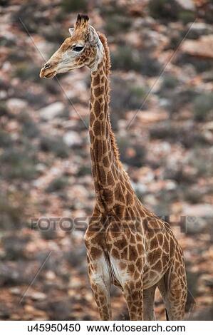 Giraffe (Giraffa camelopardalis), Touws River, Western Cape, South Africa View Large Photo Image Stock Image - Giraffe (Giraffa camelopardalis), Touws River, Western Cape, South Africa. Fotosearch