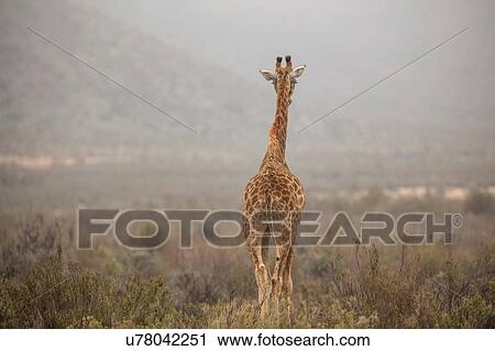 Stock Image - Giraffe (Giraffa camelopardalis), Touws River, Western Cape, South Africa. Fotosearch