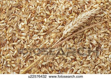Grains of wheat, full frame. View Large Photo Image Stock Image - Grains of wheat, full frame.. Fotosearch