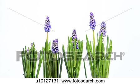 Stock Image - Grape hyacinth (Muscari sp, ) flowers.. Fotosearch