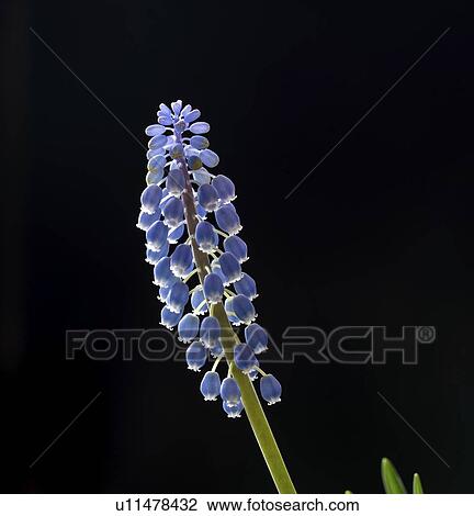 Stock Image - Grape hyacinth (Muscari sp, ) flowers.. Fotosearch