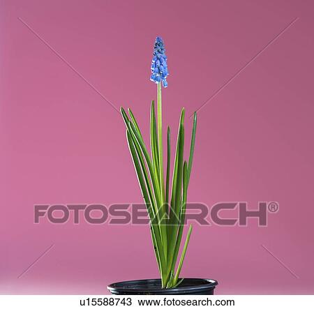 Stock Image - Grape hyacinth (Muscari sp, ) flowers.. Fotosearch