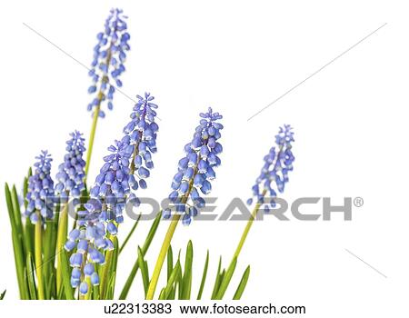 Grape hyacinth (Muscari sp, ) flowers. View Large Photo Image Stock Image - Grape hyacinth (Muscari sp, ) flowers.. Fotosearch