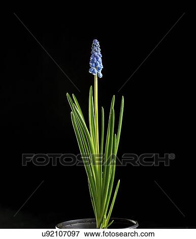 Stock Photo - Grape hyacinth (Muscari sp, ) flowers.. Fotosearch