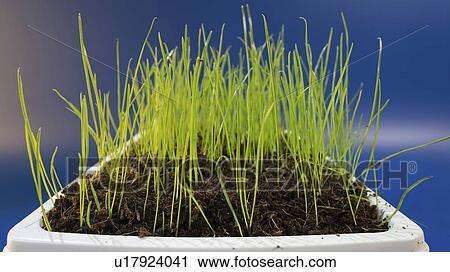 Stock Image - Grass growing in pot.. Fotosearch