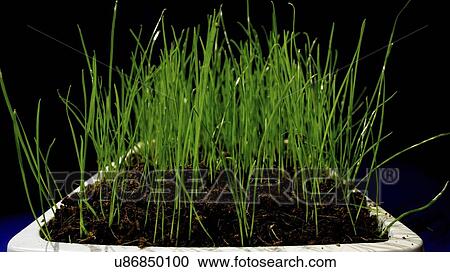 Stock Image - Grass growing in pot.. Fotosearch