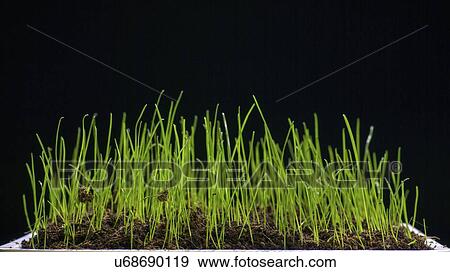 Stock Photo - Grass growing in pot.. Fotosearch