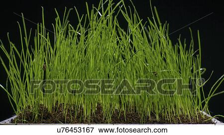 Stock Photo - Grass growing in pot.. Fotosearch
