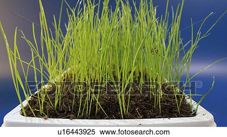 Stock Photography - Grass growing in pot.. Fotosearch