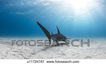 Stock Image - Great hammerhead shark, Alice Town, Bimini, Bahamas. Fotosearch